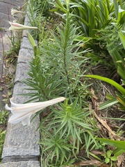 Lilium longiflorum scabrum