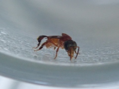 Tetragonula melanocephala