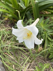 Lilium longiflorum scabrum