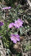 Geranium libanoticum