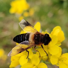 Eristalis himalayensis