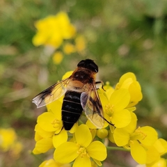 Eristalis himalayensis