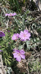 Geranium libanoticum