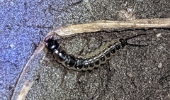 Nebriinae
