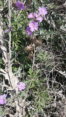 Geranium libanoticum