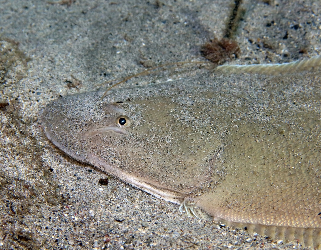 Senegalese tonguesole (Cynoglossus senegalensis) — Cynoglossidae