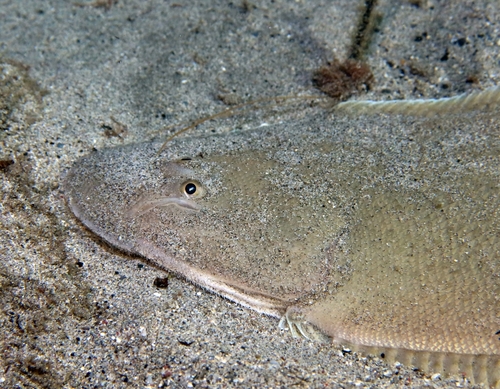 Bengal tongue sole (Cynoglossus cynoglossus) — Cynoglossidae