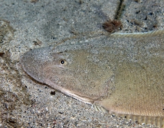 Ray