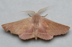 Monoctenia smerintharia