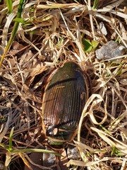 Dytiscus marginalis