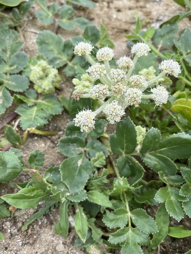 Subspecies Glehnia littoralis littoralis · iNaturalist