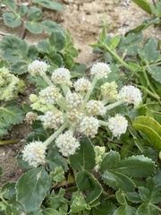 Glehnia littoralis littoralis