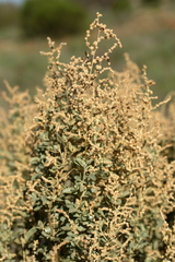 Atriplex stipitata