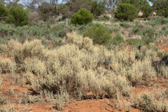 Atriplex stipitata