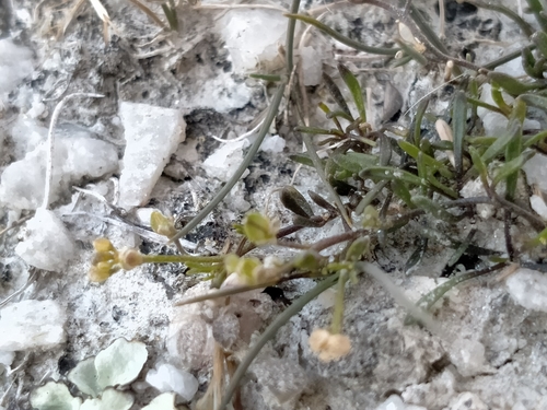 Image of Lepidium kirkii by (c) John Barkla, some rights reserved (CC BY)