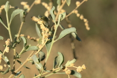 Atriplex stipitata