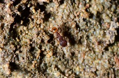 Pheidole longiceps doddi