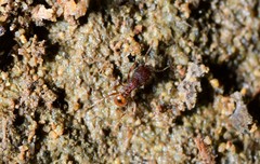 Pheidole longiceps doddi