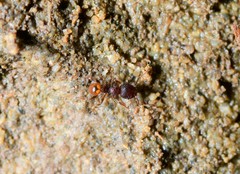 Pheidole longiceps doddi