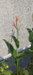 Canna indica