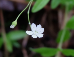 Moehringia lateriflora