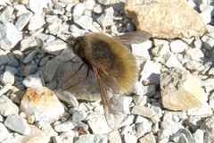 Bombylius trichurus