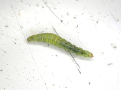 Tebenna micalis