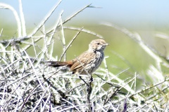 Calamanthus campestris