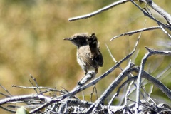 Calamanthus campestris