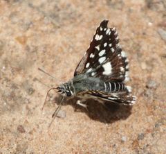 Ernsta dromus