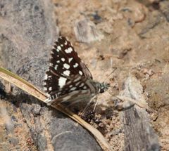 Ernsta dromus