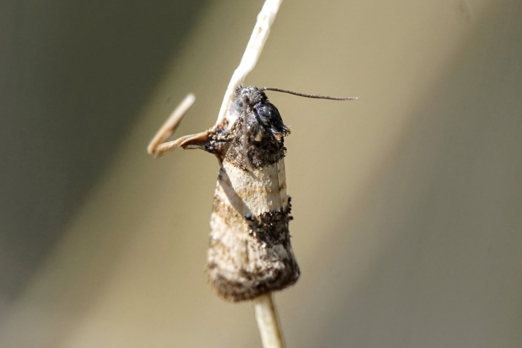 Propiromorpha