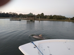 Tursiops truncatus