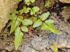 Blechnum procerum