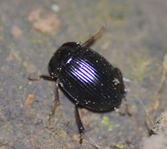 Agyrtidae