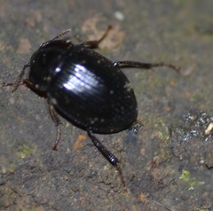 Agyrtidae