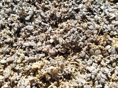 Atriplex buchananii