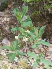 Lonicera villosa