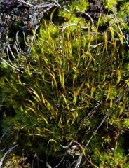 Tortula subulata