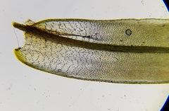 Tortula subulata