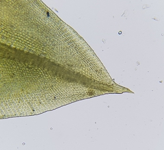 Tortula subulata