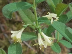 Lonicera villosa