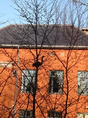 Sciurus carolinensis