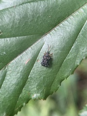 Dactylispa insulicola