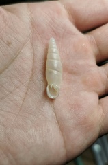 Synprosphyma franciscana