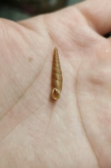 Euphaedusa tetsui