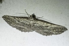 Chrysolarentia severata