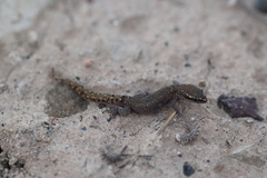 Saurodactylus brosseti