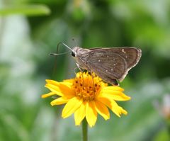 Pelopidas mathias mathias