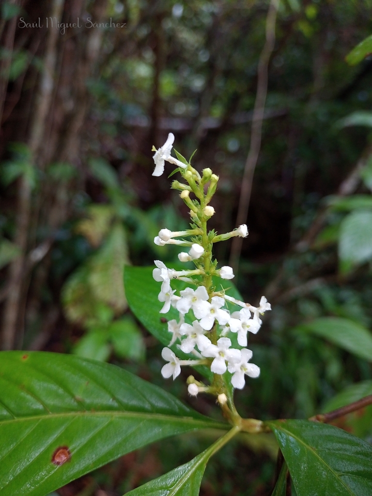 Gonzalagunia thyrsoidea